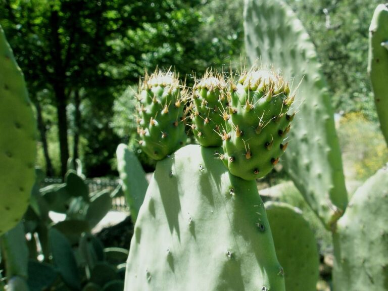 Chumba Cacti Spain